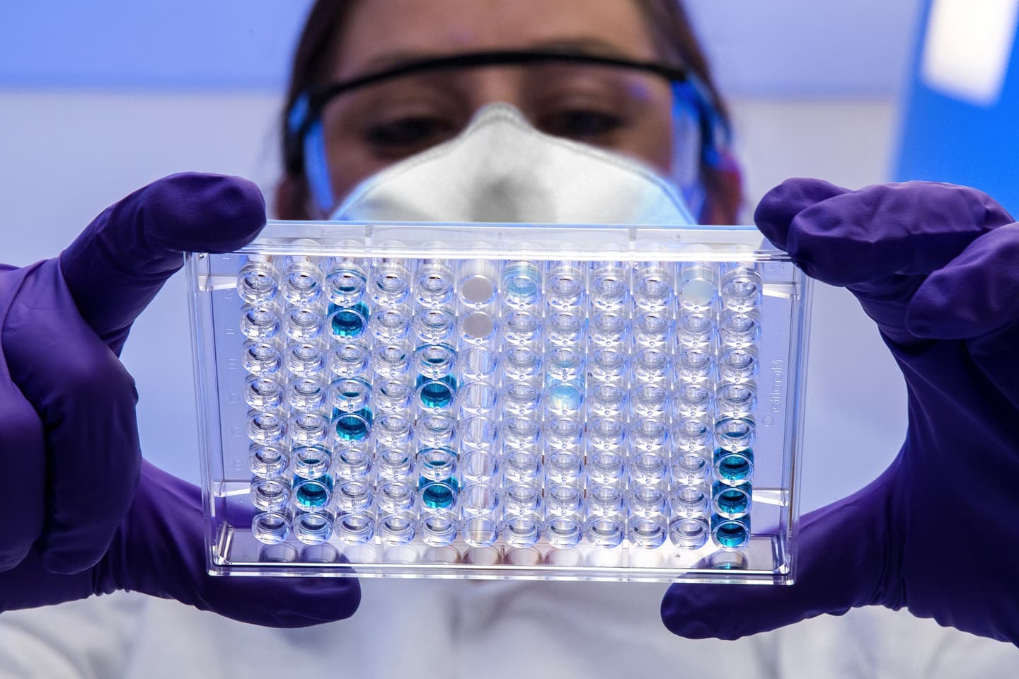 Laboratory technician in protective gear holding a clear microplate with blue solution samples for scientific testing.